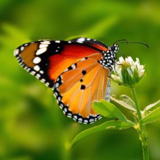 Vlinders in mijn tuin
